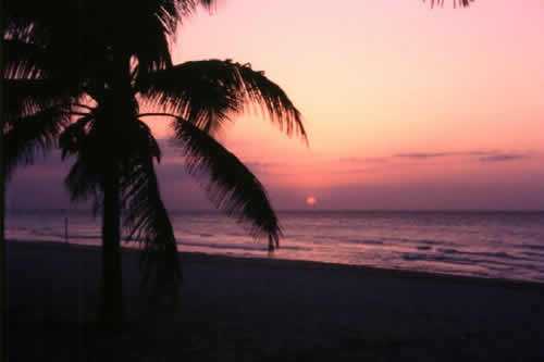[Tropicana Nights]