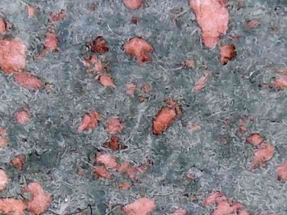 bilz_insulationpad_microscope