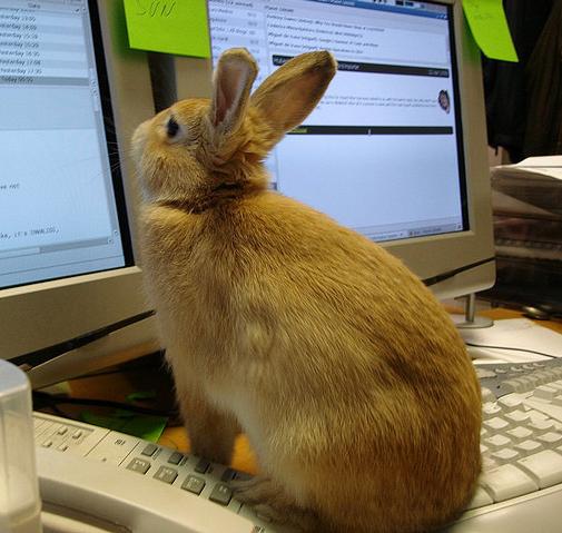 [Bunny at the keyboard]